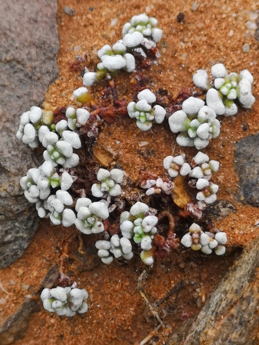 Crassula corallina (Crassula corallina)