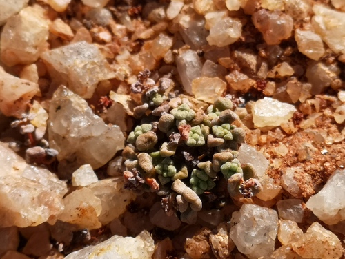 Crassula corallina (Crassula corallina)