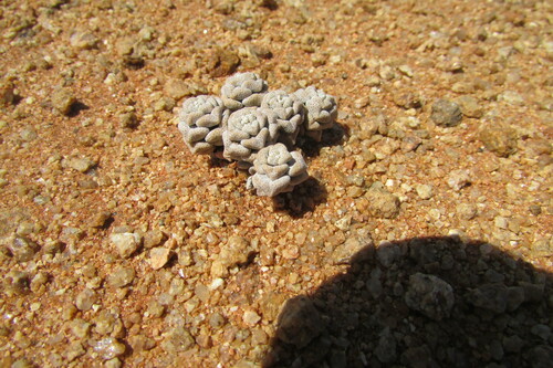 Crassula corallina (Crassula corallina)