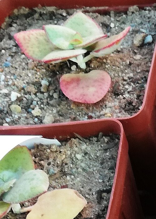 Crassula cordata: Crassula cordata