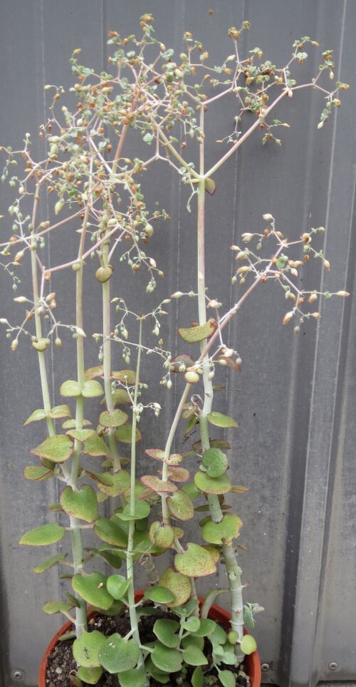 Crassula cordata: Crassula cordata flowers