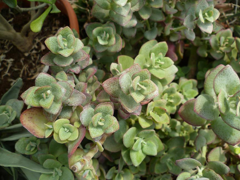 Crassula cordata: Crassula cordata plant