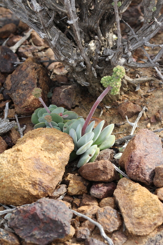 Crassula cotyledonis (Crassula cotyledonis)