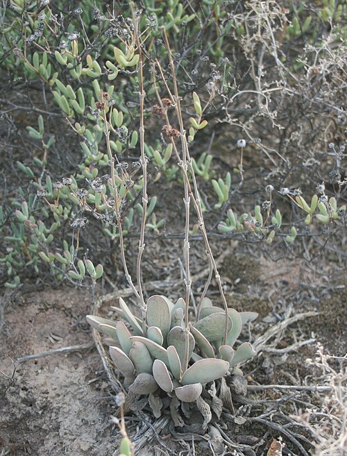 Crassula cotyledonis: Crassula cotyledonis in the Robertson Karoo