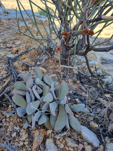 Crassula cotyledonis (Crassula cotyledonis)