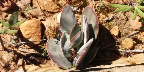 Crassula cotyledonis (Crassula cotyledonis)