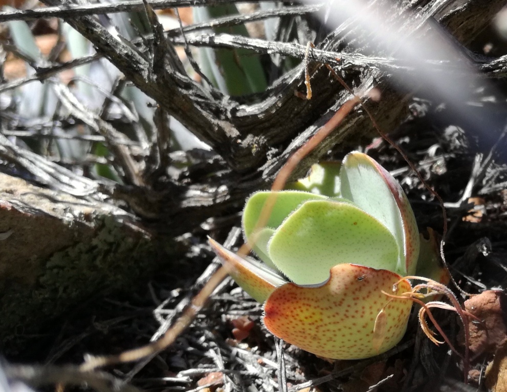 Crassula cotyledonis: Touwsrivier - crassula