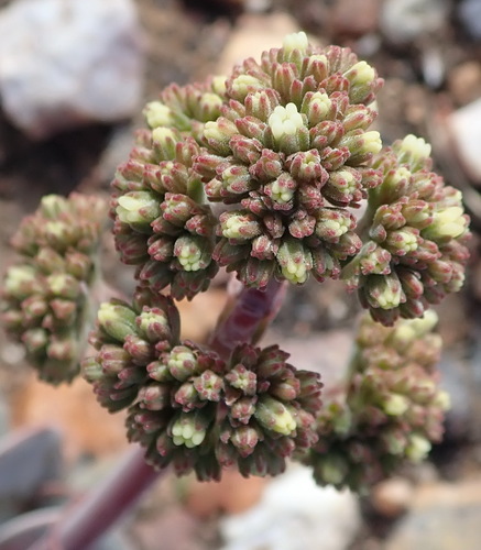 Crassula cotyledonis (Crassula cotyledonis)