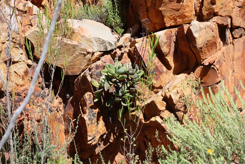 Crassula cotyledonis (Crassula cotyledonis)