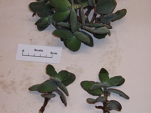 Crassula cotyledonis (Crassula cotyledonis)