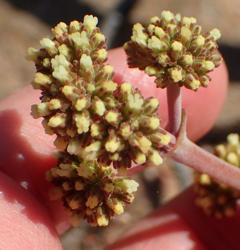 Crassula cotyledonis (Crassula cotyledonis)