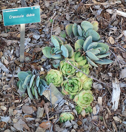 Crassula cotyledonis: Botanical specimen in the San Luis Obispo Botanical Garden - in El Chorro Regional Park, San Luis Obispo, California, USA.