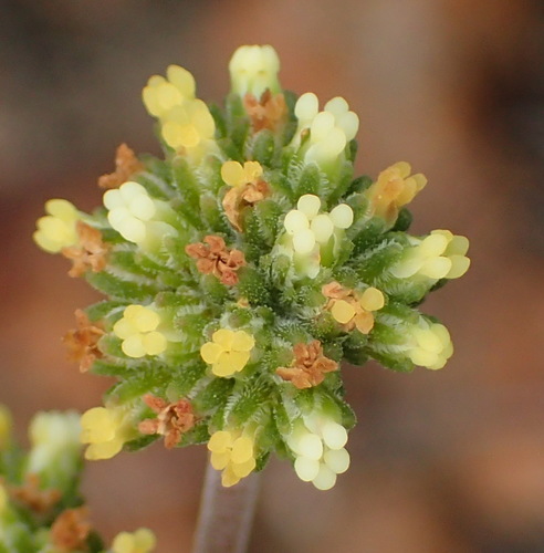 Crassula cotyledonis (Crassula cotyledonis)