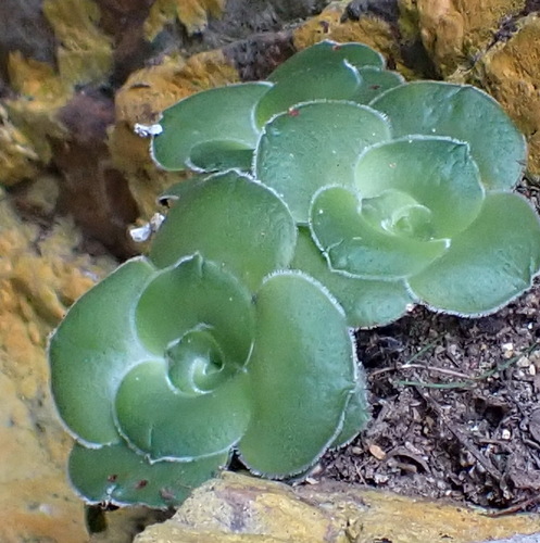 Crassula cremnophila (Crassula cremnophila)