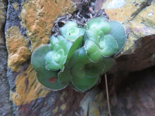 Crassula cremnophila (Crassula cremnophila)