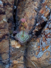 Crassula cremnophila (Crassula cremnophila)