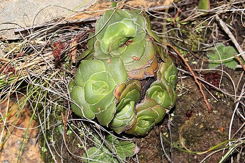 Crassula cremnophila: Crassula cremnophila plants
