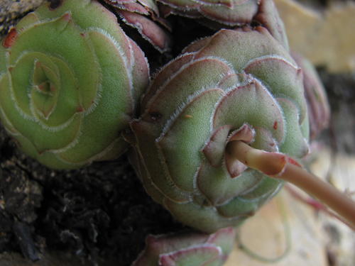 Crassula cremnophila (Crassula cremnophila)