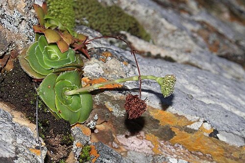 Crassula cremnophila: Crassula cremnophila flowers