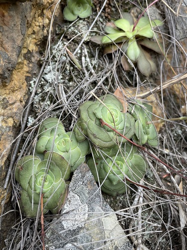 Crassula cremnophila (Crassula cremnophila)