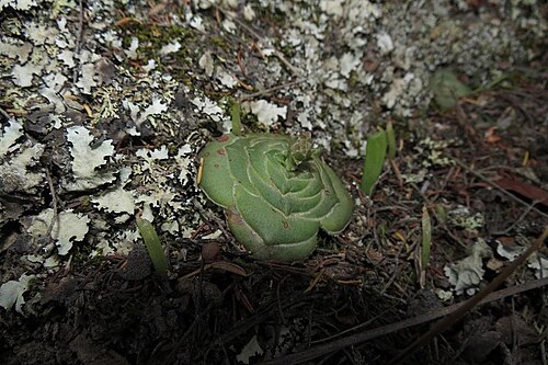 Crassula cremnophila: Crassula cremnophila plant