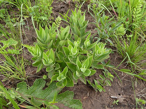 Crassula crenulata: Crassula crenulata plant