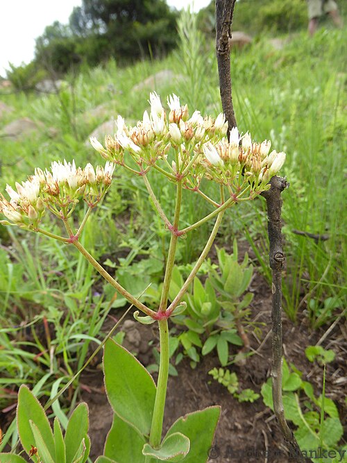 Crassula crenulata: Crassula crenulata flowers