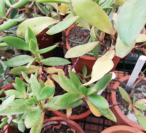 Crassula cultrata: Crassula cultrata in cultivation at Babylonstoren