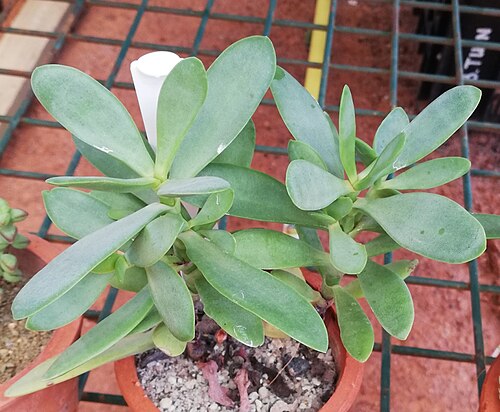 Crassula cultrata: Crassula cultrata in cultivation at Babylonstoren