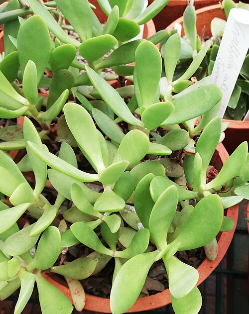 Crassula cultrata: Crassula cultrata in cultivation at Babylonstoren