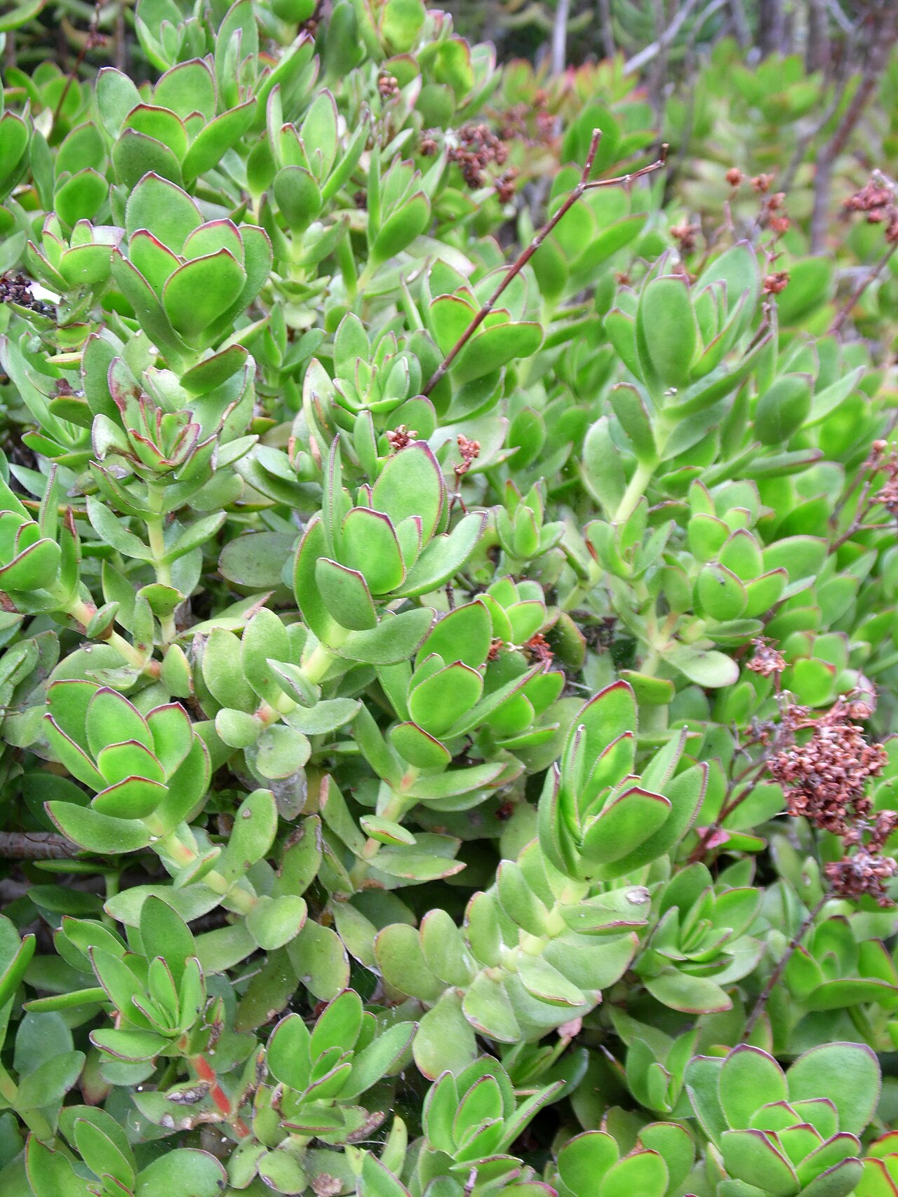 Crassula cultrata: Crassula cultrata in the Jardín Botánico Canario Viera y Clavijo .