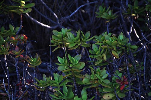 Crassula cultrata: Crassula cultrata leaves