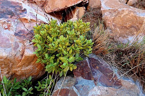 Crassula cultrata: Crassula cultrata plant