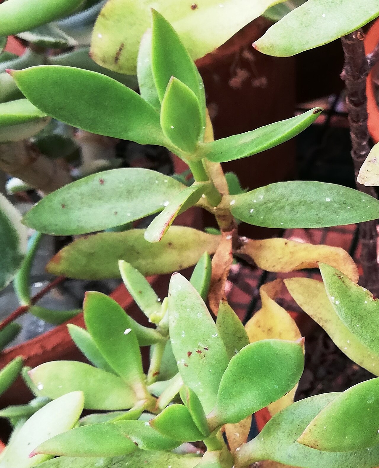 Crassula cultrata: Crassula cultrata in cultivation at Babylonstoren