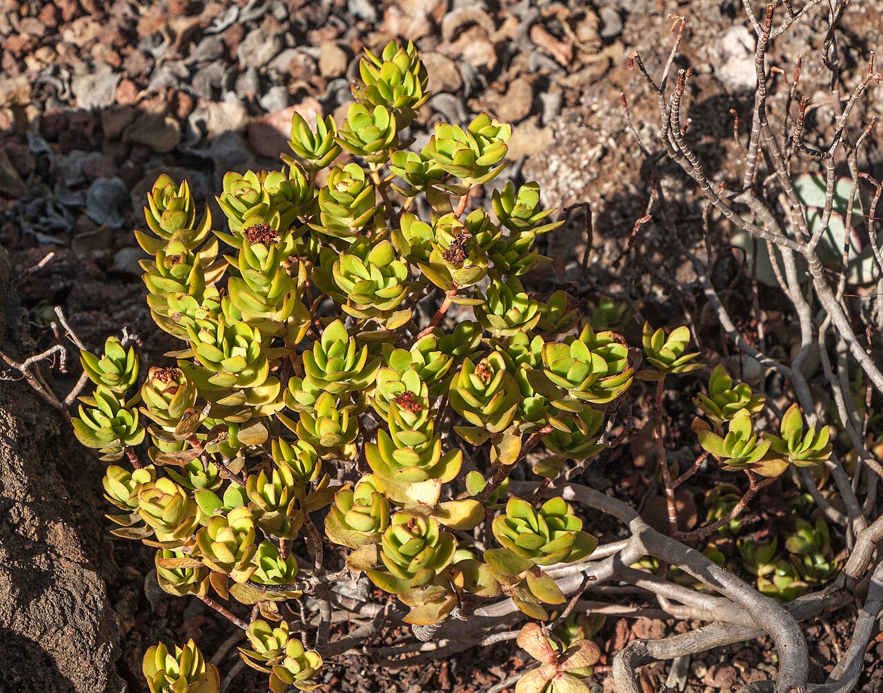 Crassula cultrata: Crassula cultrata L. 1771 ; habitus; Jardín Botánico Canario Viera y Clavijo , Gran Canaria , Canary Islands , Spain .