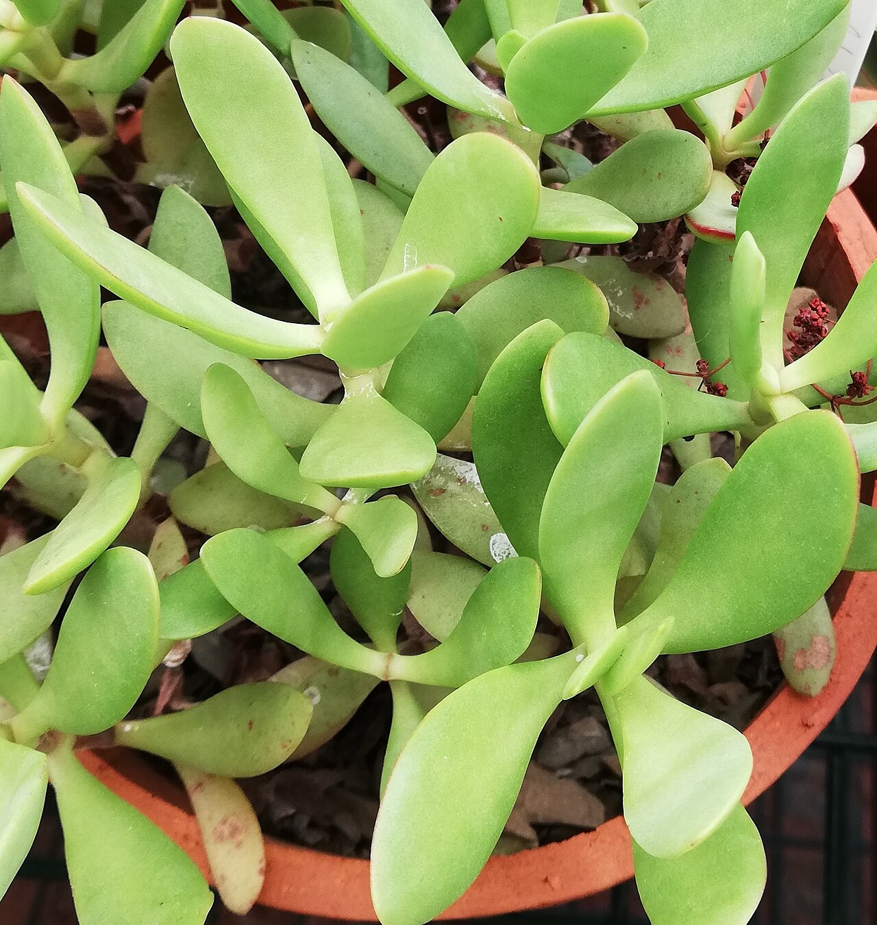 Crassula cultrata: Crassula cultrata in cultivation at Babylonstoren