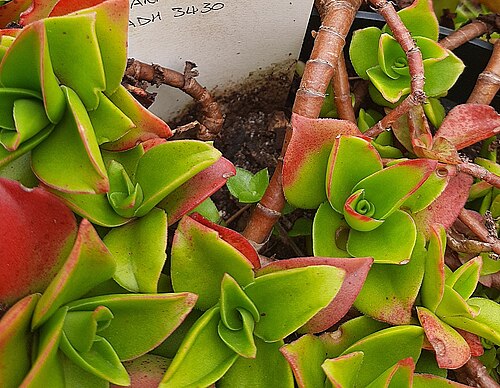 Crassula cymbiformis: Crassula cymbiformis plant