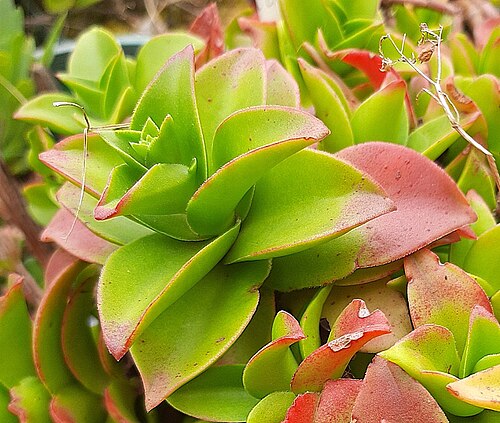 Crassula cymbiformis: Crassula cymbiformis plant