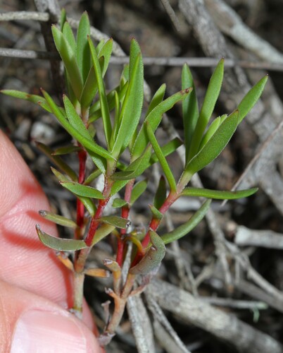 Crassula cymosa (Crassula cymosa)