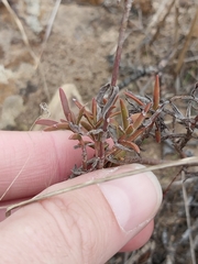 Crassula cymosa (Crassula cymosa)