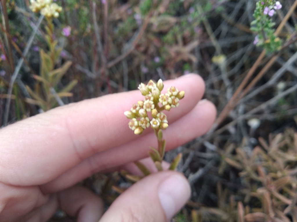 Crassula cymosa (Crassula cymosa)