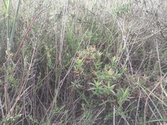 Crassula cymosa (Crassula cymosa)