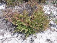 Crassula cymosa (Crassula cymosa)