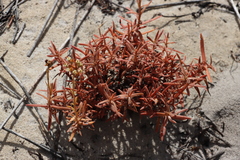 Crassula cymosa (Crassula cymosa)