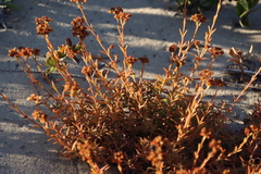 Crassula cymosa (Crassula cymosa)