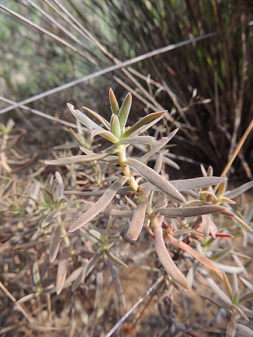 Crassula cymosa: Crassula cymosa leaves