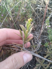 Crassula cymosa (Crassula cymosa)