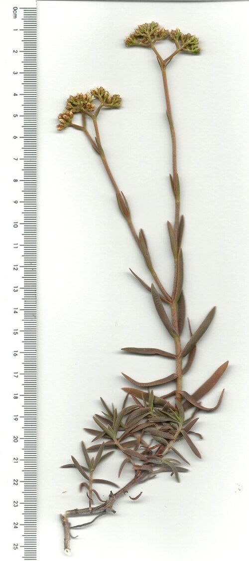 Crassula cymosa: Crassula cymosa specimen