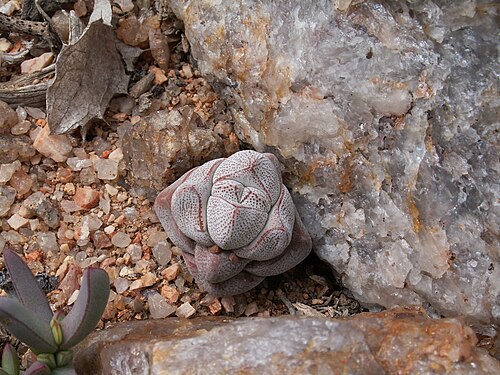 Crassula deceptor: Crassulaceae Crassula deceptor Schönland & Baker f., Richtersveld National Park, Richtersveld Local Municipality, Namakwa District Municipality, Northern Cape,