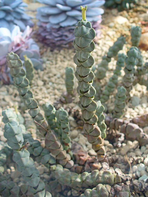 Crassula deceptor: Crassula arta , Crassulaceae, habitus; Botanic Garden Universiy Tübingen, Germany.